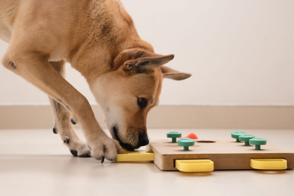 10 Best Dog Food Puzzle Feeders for Mental Stimulation