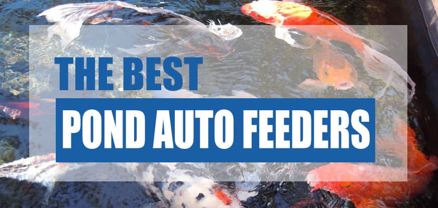 A Guide to Choosing the Best Automatic Feeder for Your Fish Pond