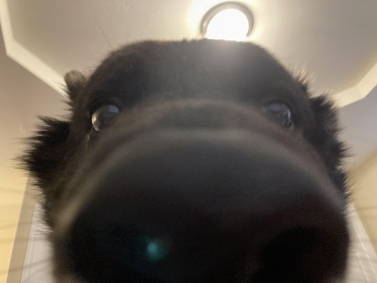 Adorable dog stealing the spotlight with its nose in the camera