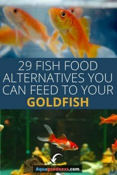 Alternative food options for goldfish