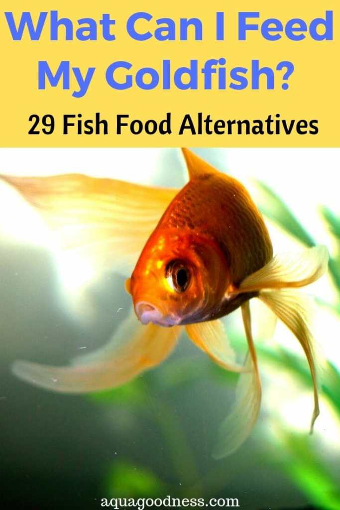 Alternative food options for goldfish