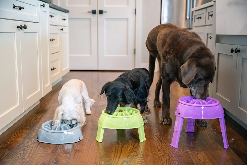 Benefits of Using a Three Bowl Dog Feeder