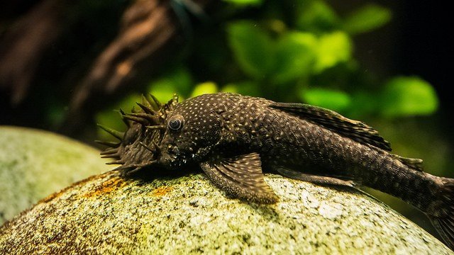 Best Bottom Feeder Aquarium Fish