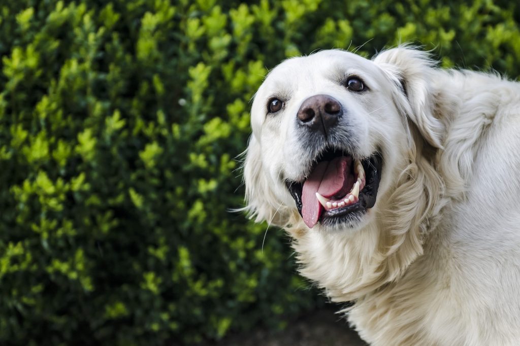 Best Diet for Dogs after Tooth Extraction