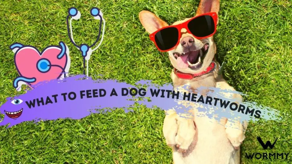 Best Diet for Dogs with Heartworms