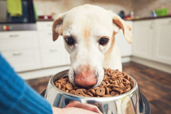 Best Diets for Dogs with Vestibular Disease