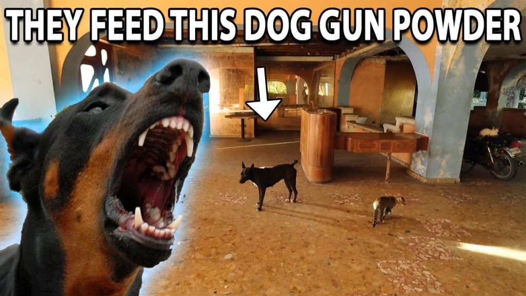 Can Feeding Your Dog Gunpowder Cause Harm?