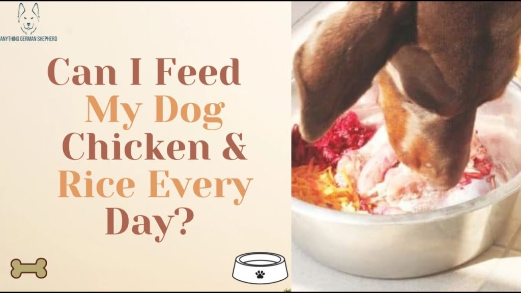 Can I Feed My Dog Chicken and Rice Everyday?