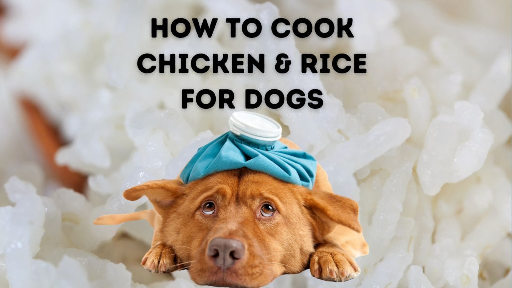 Can I Feed My Dog Chicken and Rice Everyday?