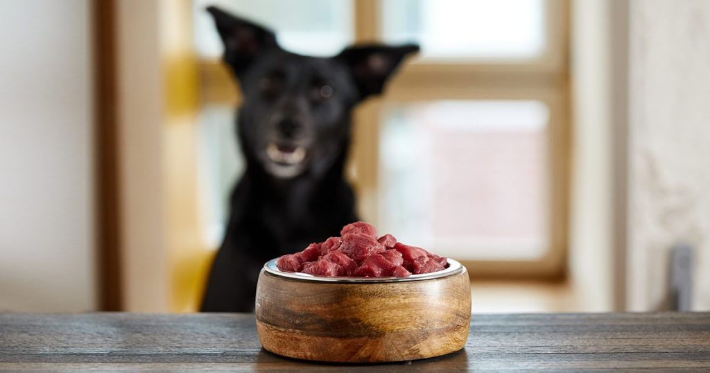 Can I Feed My Dog Raw Meat Safely?