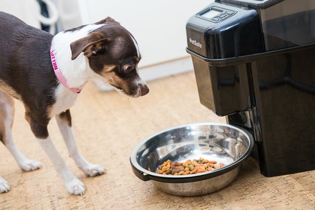 Choosing the Right Automatic Dog Feeder for Your Pet