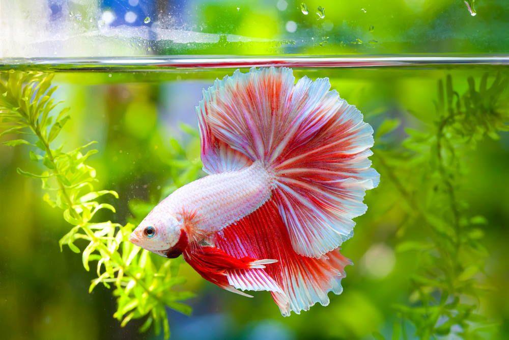 Choosing the Right Betta Fish for Your Home Aquarium