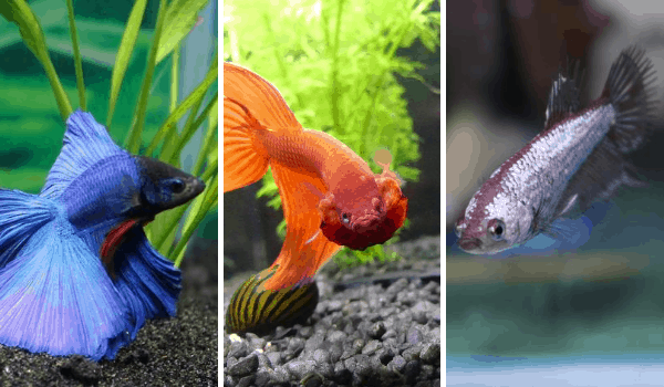 Choosing the Right Betta Fish for Your Home Aquarium
