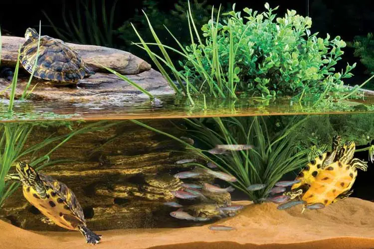 Choosing the Right Feeder Fish for Your Turtle