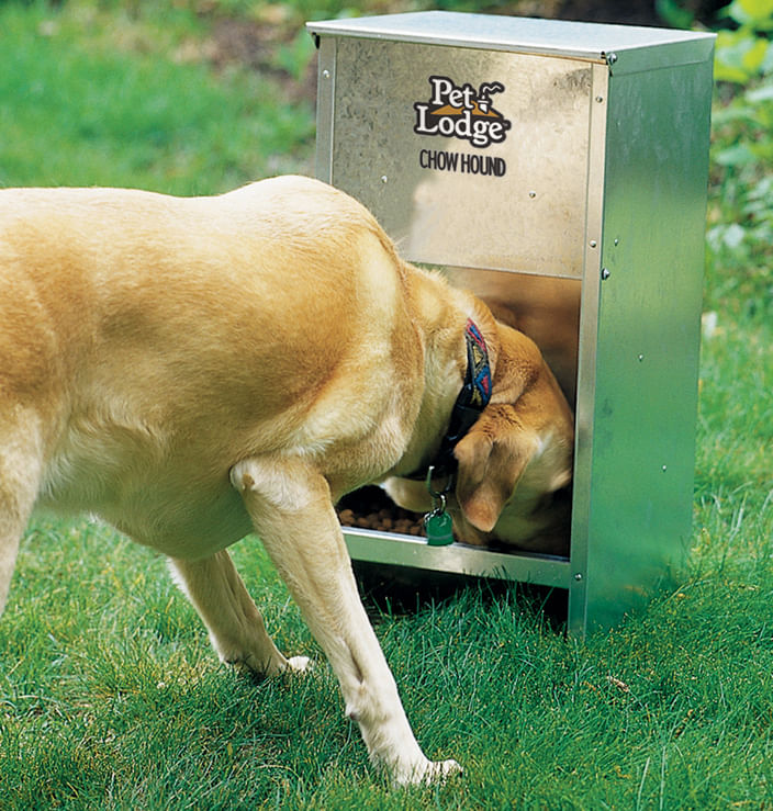 Chow Hound Dog Feeder: The Ultimate Solution for Busy Pet Owners