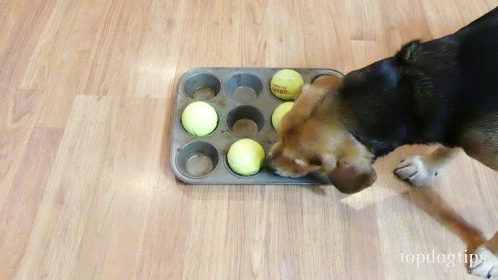 Creative DIY Slow Feeder Dog Bowl Ideas
