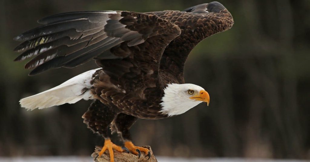 Eagle: The Mighty Bird of Prey