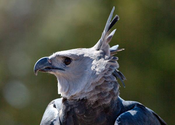 Eagle: The Mighty Bird of Prey
