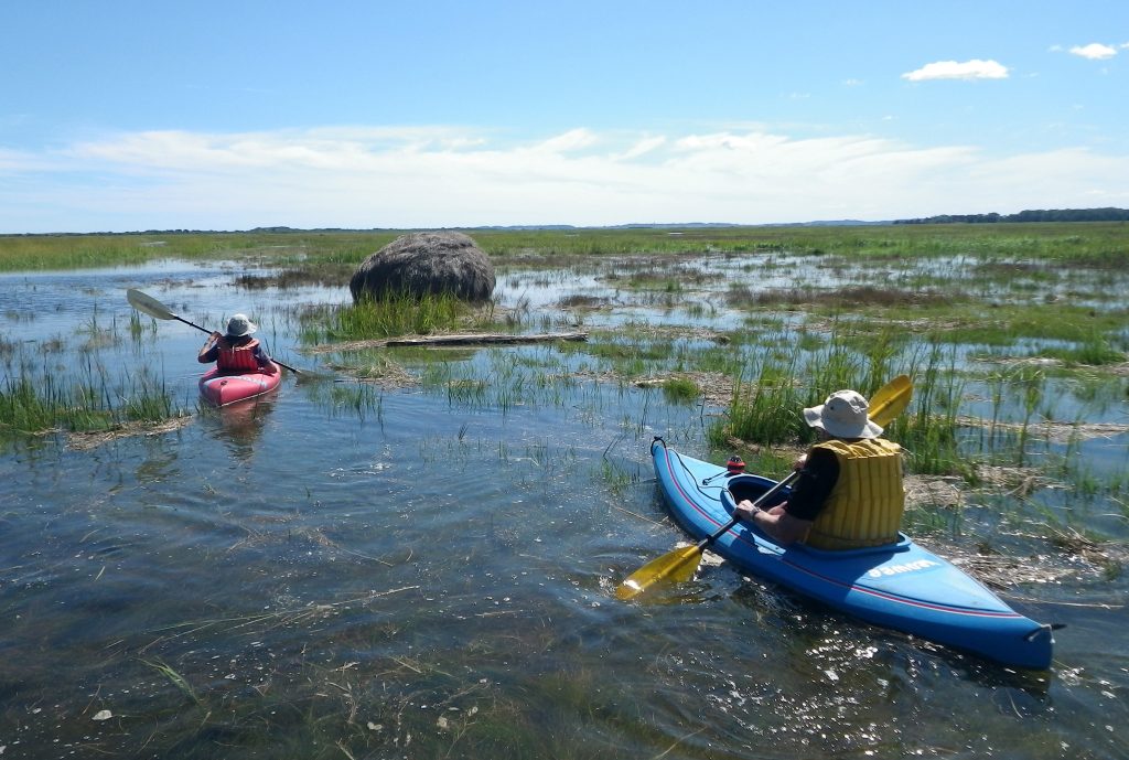 Exploring Plum Island through Kayaking