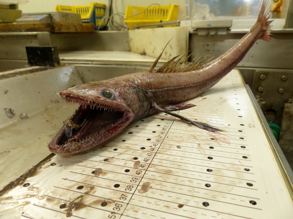 Exploring the World of Bottom Feeding Saltwater Fish