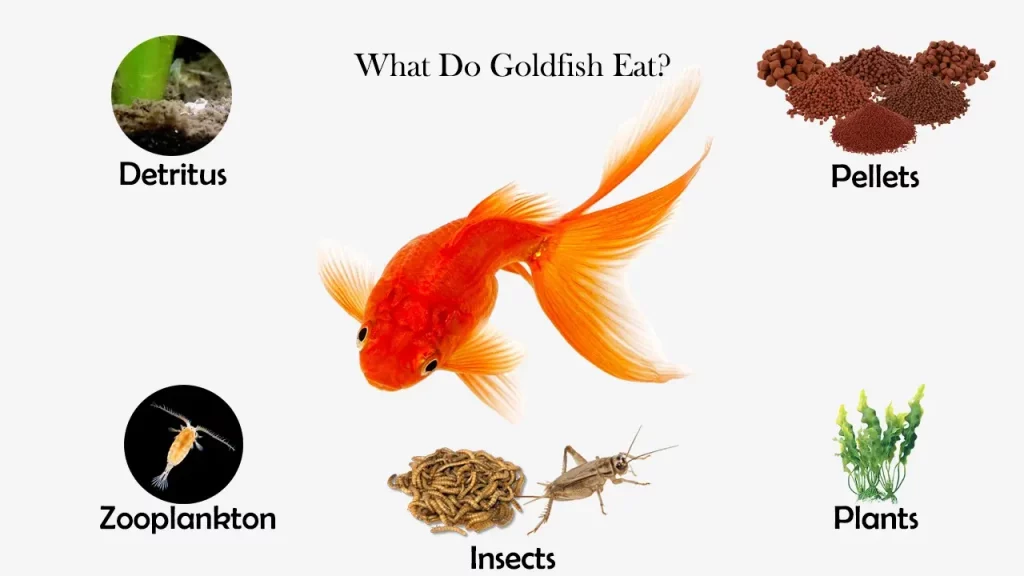 Feeding Guide for Goldfish