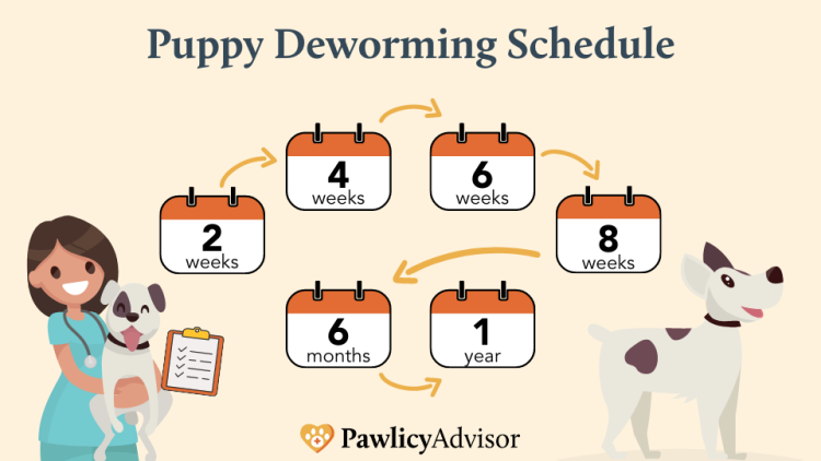 Feeding Schedule After Deworming