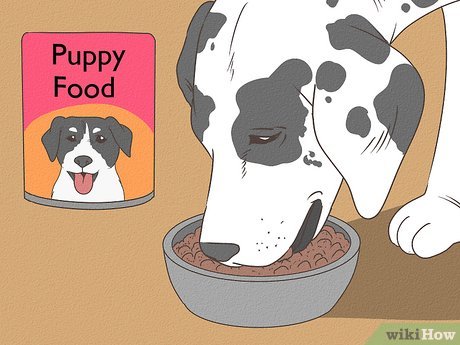 Feeding Tips for Dogs After Giving Birth