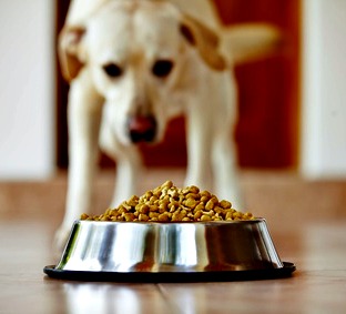 Feeding Tips for Dogs with Vestibular Disease