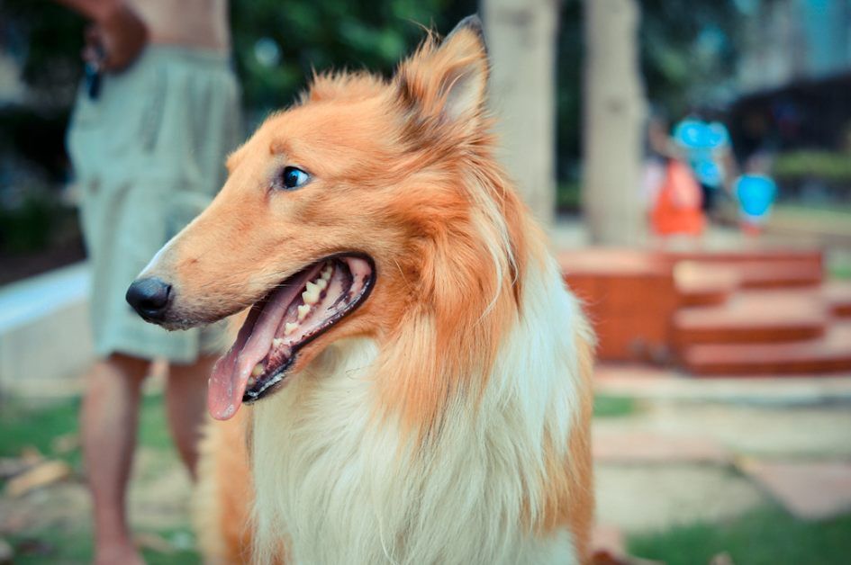 Feeding your Dog: A Guide to Spanish Commands