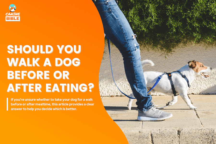 Feeding Your Dog: Before or After a Walk