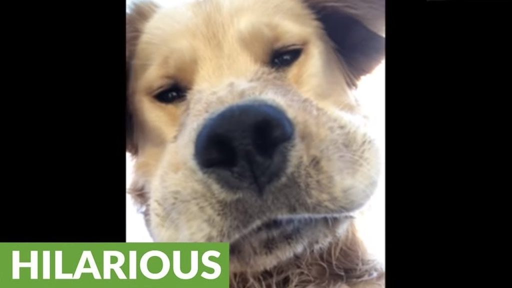 Hilarious Dog Meme Caught Looking Down at Camera