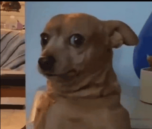 Hilarious Dog Meme Caught Looking Down at Camera