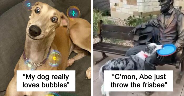 Hilarious Dog Meme Caught on Camera