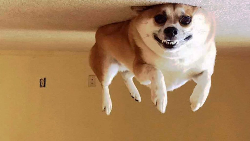 Hilarious Dog Meme Caught on Camera