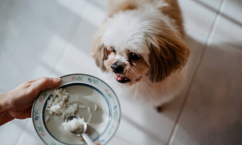 How to Feed Sweet Potato to a Dog with Diarrhea