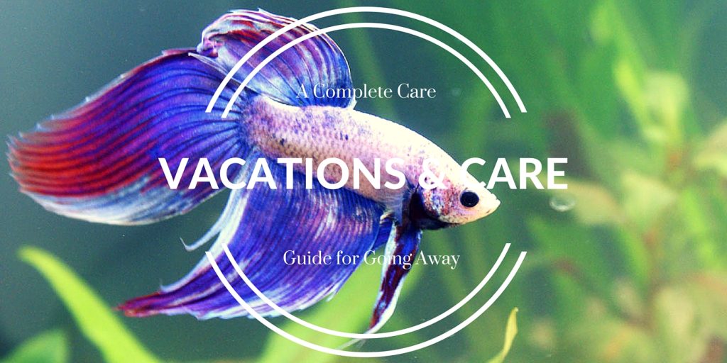 How to Feed Your Betta Fish While on Vacation