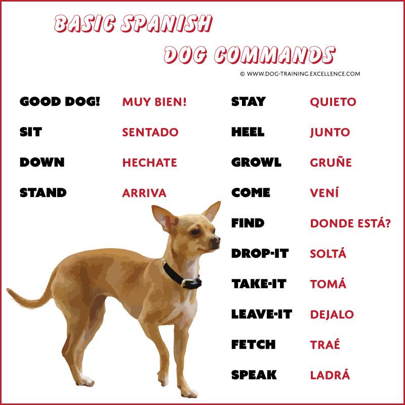 How to Feed Your Dog in Spanish