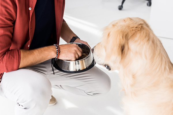How to Safely Force Feed a Dog