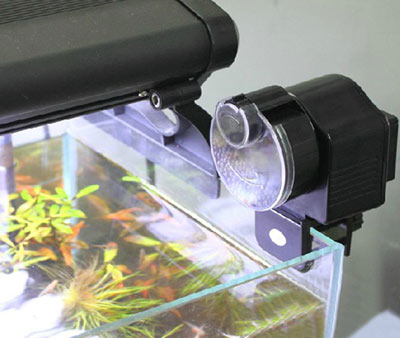 How to Use an Automatic Betta Fish Feeder