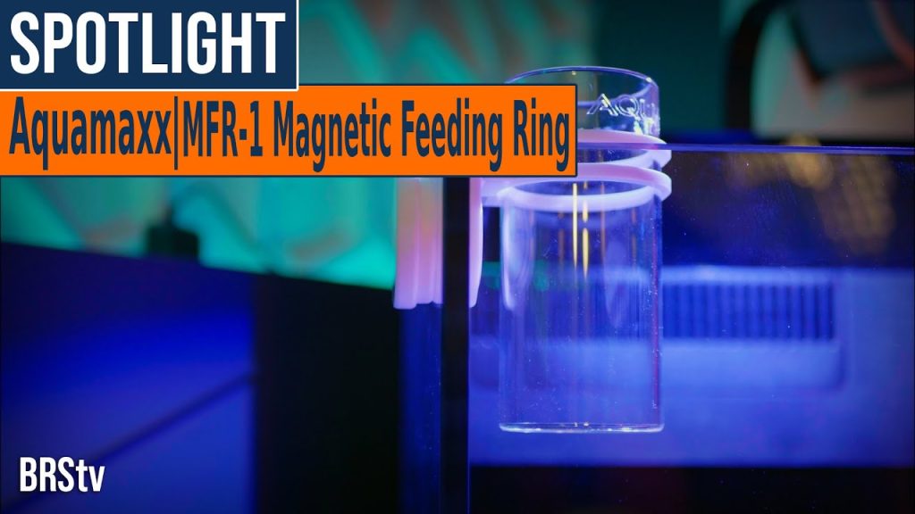 Innovative Fish Feeding Ring
