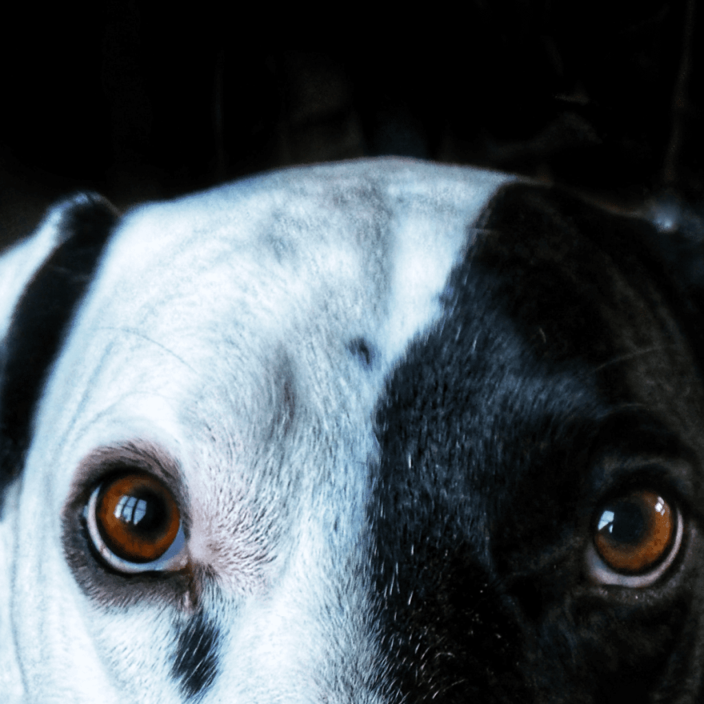 Intense Gaze: When a Dog Stares at the Camera