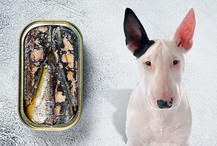 Is it safe to feed my dog sardines everyday?
