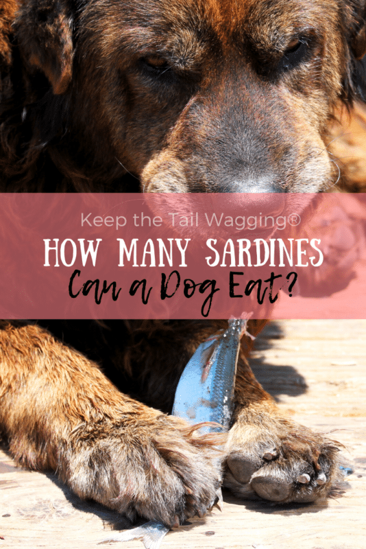 Is it safe to feed my dog sardines everyday?