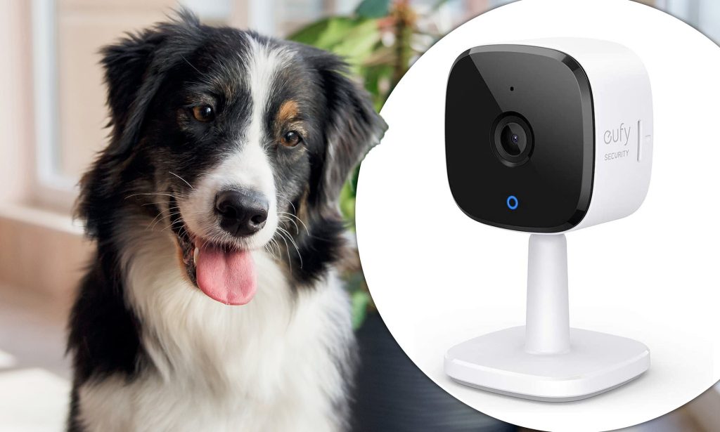 Keep an Eye on Your Pup with the Eufy Dog Camera