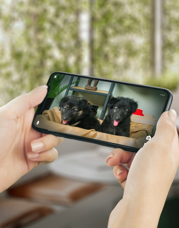 Peace of Mind Pet Boarding with Live Camera Feeds