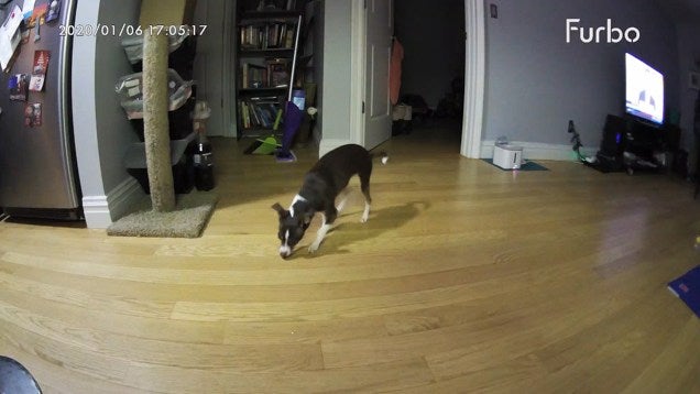Pet Boarding with Live Camera Coverage