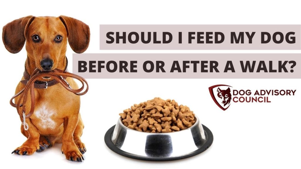 Should I Feed My Dog Before a Walk?