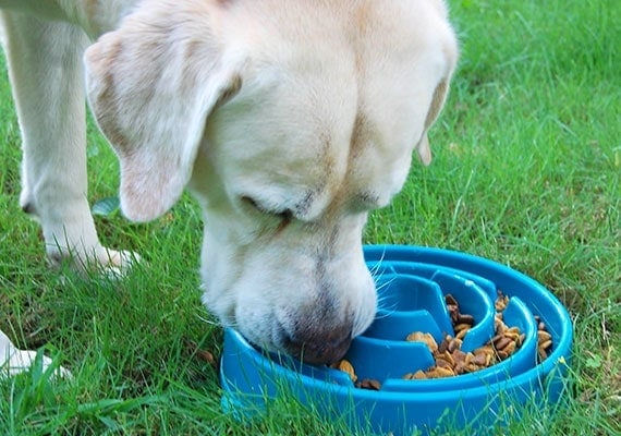 The Benefits of a Slow Water Feeder for Dogs
