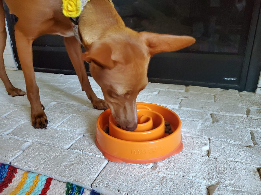 The Benefits of Using a Ceramic Slow Feeder Dog Bowl