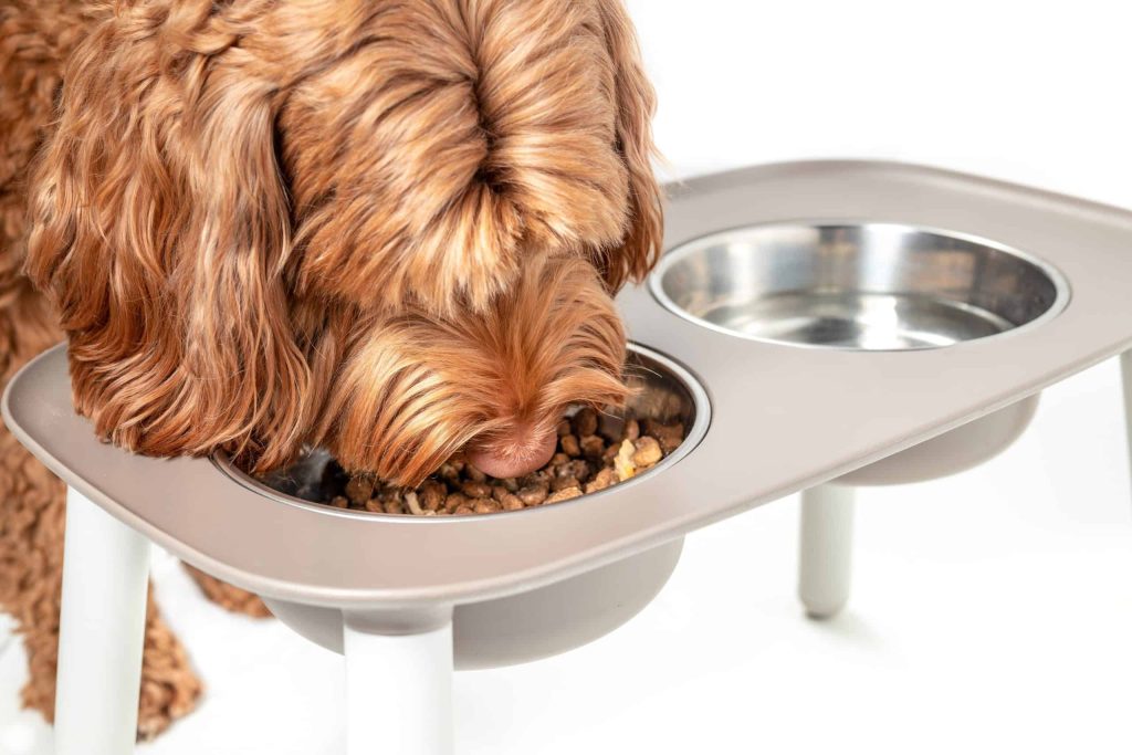 The Benefits of Using a Large Dog Gravity Feeder